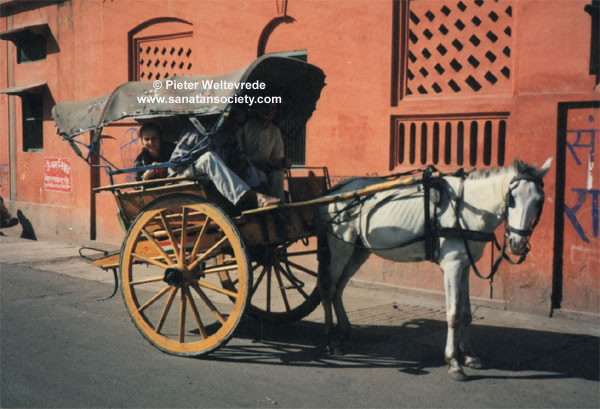 india_transport_horse1_jpg.jpg